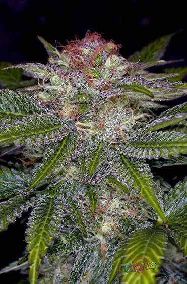 Deep Purple TGA Subcool Seeds